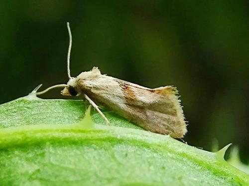 Réf. 300 359 : Cochylis roseana
