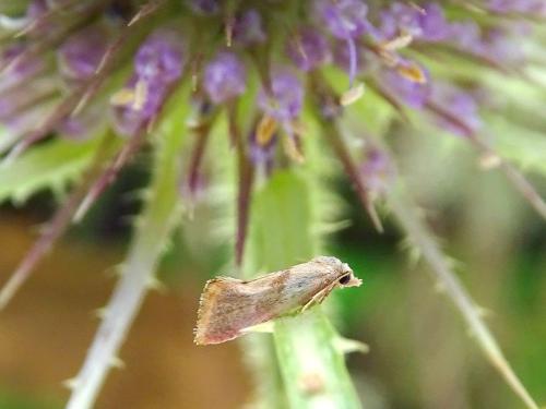 Réf. 300 360 : Cochylis roseana