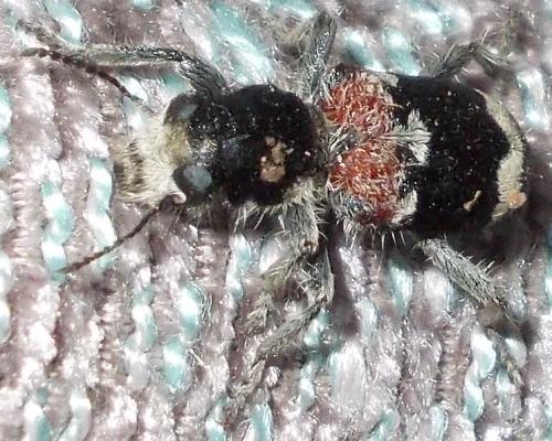 Réf. 300 528 : Clerus mutillarius