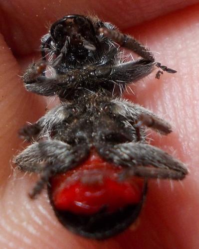 Réf. 300 529 : Clerus mutillarius