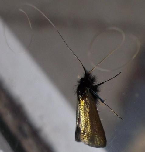 Réf. 300 568 : Adela reaumurella