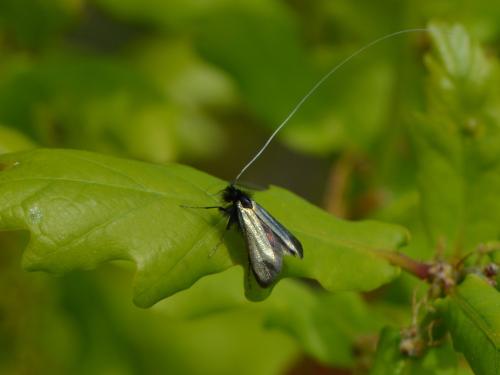 Adela reaumurella