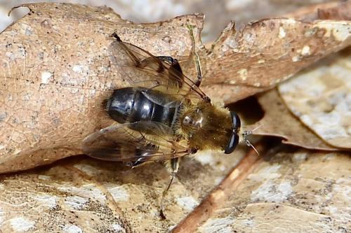 Brachypalpus valgus