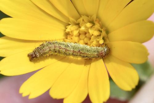 Réf. 300 298 : Cucullia calendulae