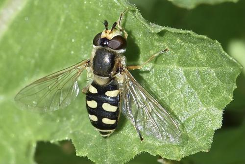 Réf. 300 277 : Eupeodes luniger
