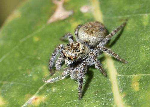 Réf. 300 275 : Carrhotus xanthogramma
