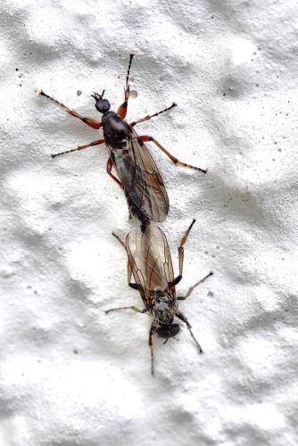 Réf. 300 639 : Bibio lanigerus