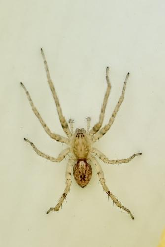 Réf. 300 560 : Anyphaena accentuata