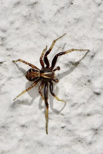 Xysticus sp.