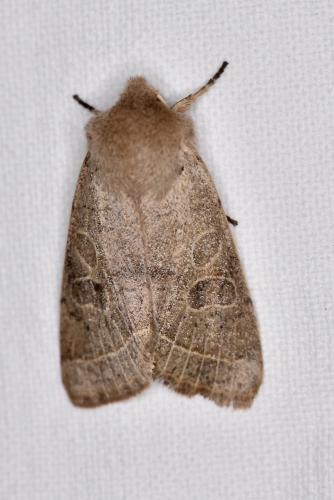 Orthosia cerasi