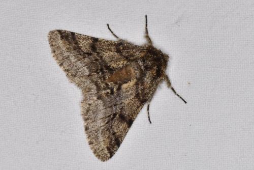 Réf. 300 799 : Lycia hirtaria