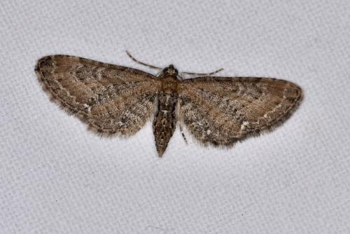 Réf. 300 868 : Eupithecia vulgata