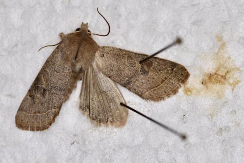 Orthosia cerasi