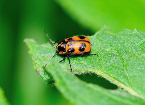 Réf. 300 240 : Cryptocephalus sexpunctatus