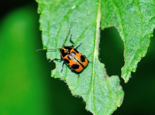 Réf. 300 239 : Cryptocephalus sexpunctatus