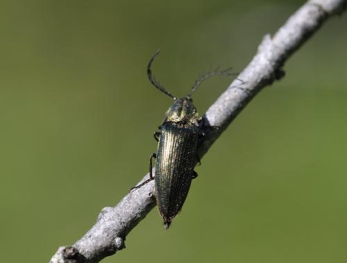 Réf. 300 553 : Ctenicera sp.