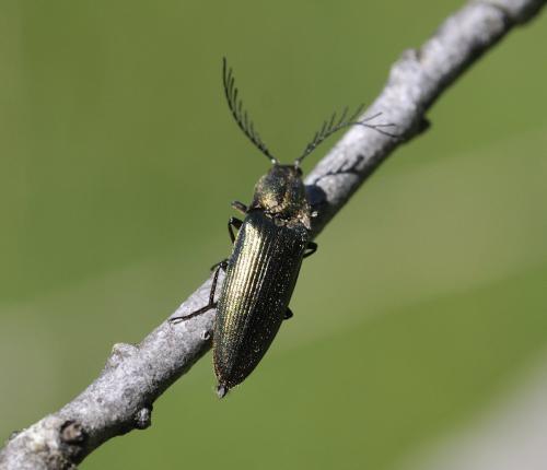 Réf. 300 552 : Ctenicera sp.