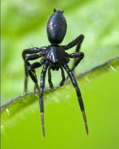 Réf. 300 538 : Zelotinae inconnu