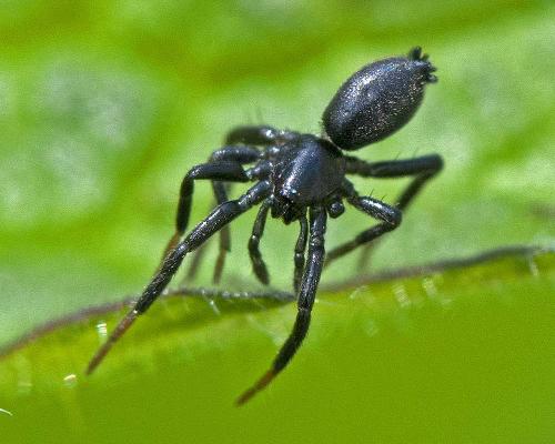 Réf. 300 537 : Zelotinae inconnu