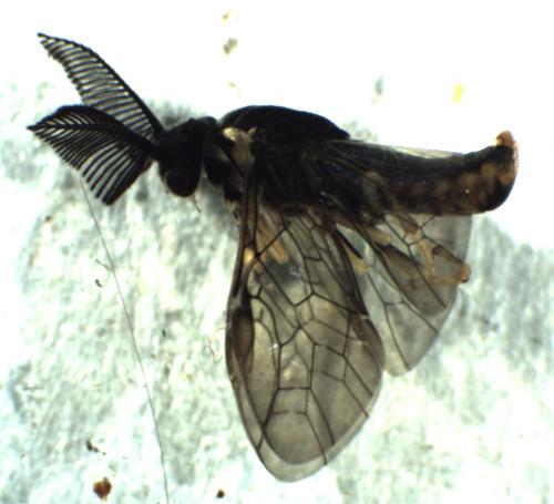 Réf. 300 205 : Diprioninae inconnu