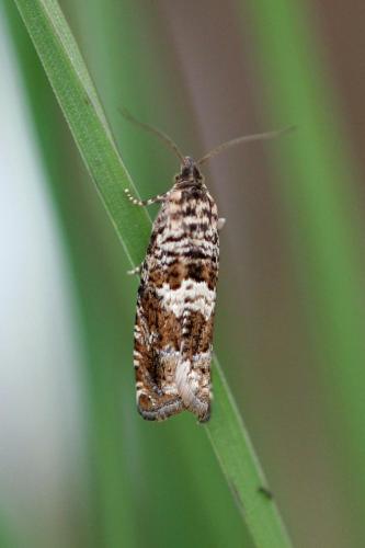 Epiblema sp.