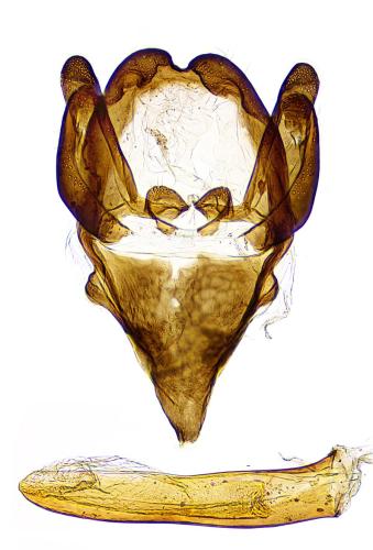Epichnopterix sieboldii