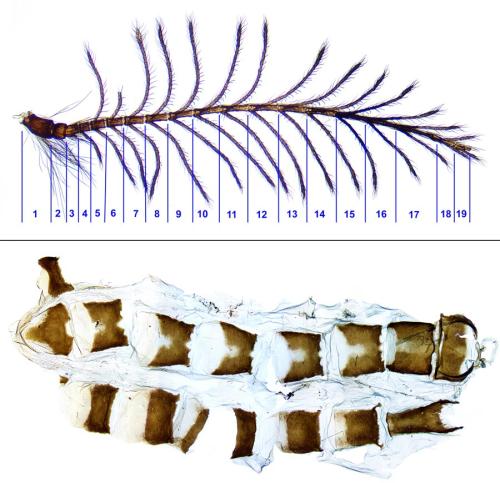 Réf. 300 111 : Epichnopterix sieboldii