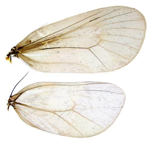 Réf. 300 112 : Epichnopterix sieboldii