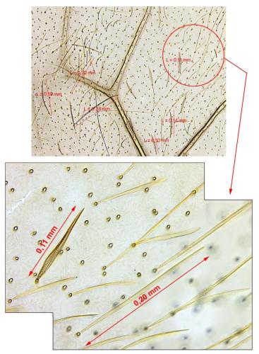 Réf. 300 113 : Epichnopterix sieboldii