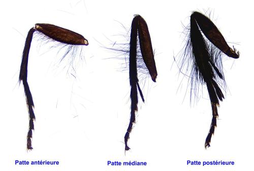 Epichnopterix sieboldii