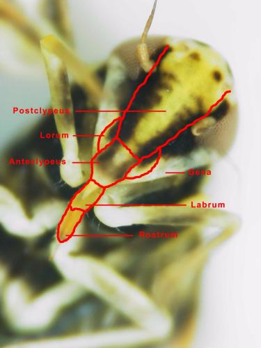 Réf. 300 579 : Eupteryx calcarata