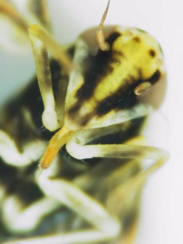 Réf. 300 581 : Eupteryx calcarata