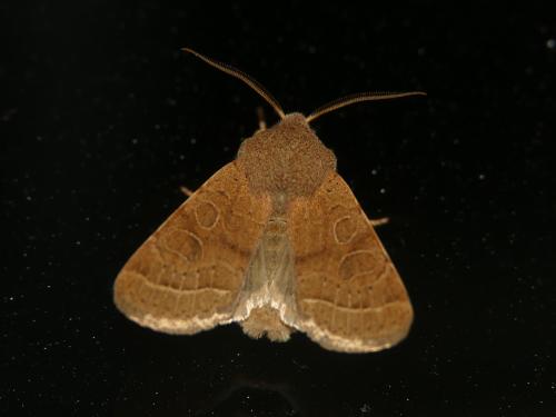 Orthosia cerasi