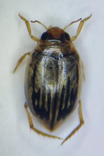 Hygrotus confluens