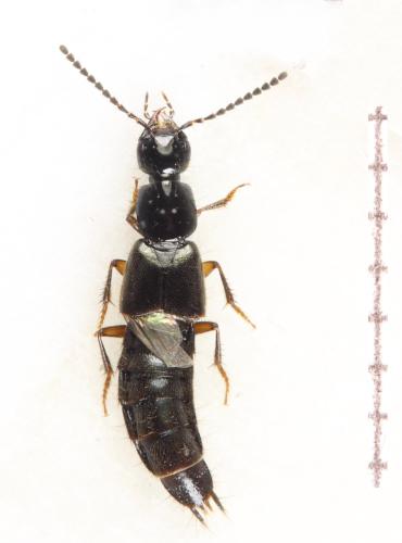 Réf. 300 946 : Philonthus umbratilis