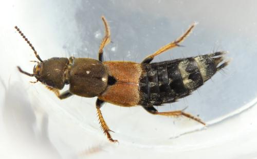 Platydracus chalcocephalus