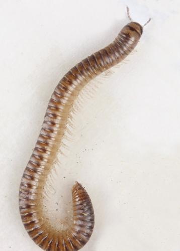 Réf. 300 248 : Cylindroiulus punctatus