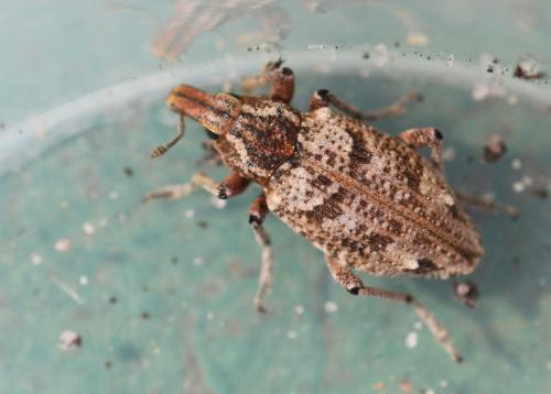 Réf. 300 454 : Coniocleonus turbatus