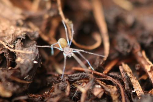 Réf. 300 165 : Leptoneta sp.