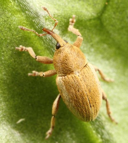 Tychius medicaginis