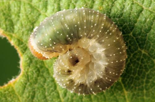 Allantus togatus