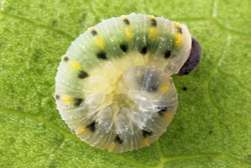 Abia nitens