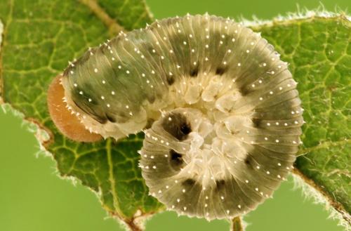 Allantus togatus