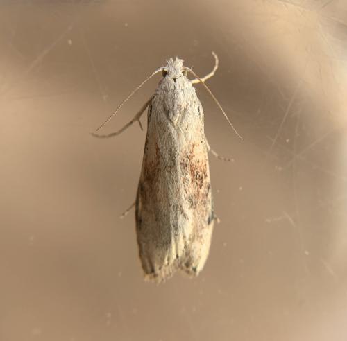 Réf. 300 715 : Aphomia sociella