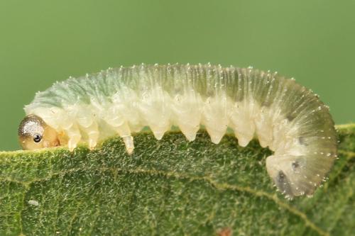Allantus togatus