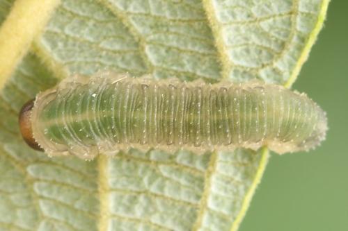 Allantus togatus