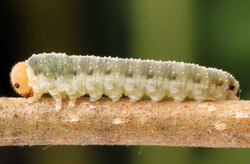 Allantus togatus