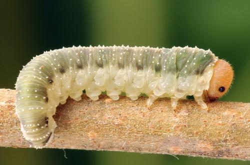 Allantus togatus