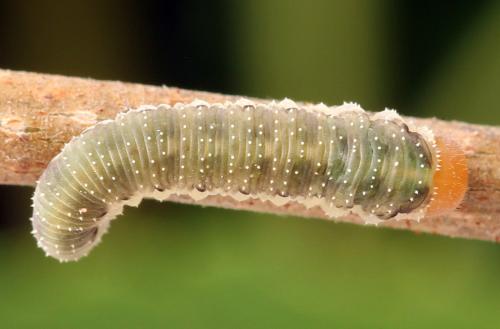 Allantus togatus