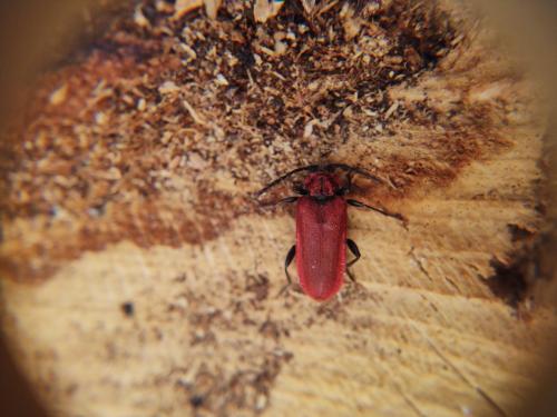 Pyrrhidium sanguineum